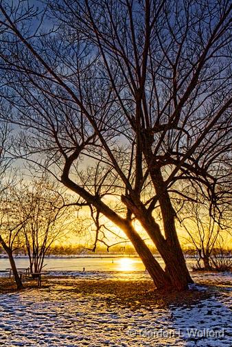 Tree Beside The Canal_20734-6.jpg - Photographed along the Rideau Canal Waterway at Smiths Falls, Ontario, Canada.